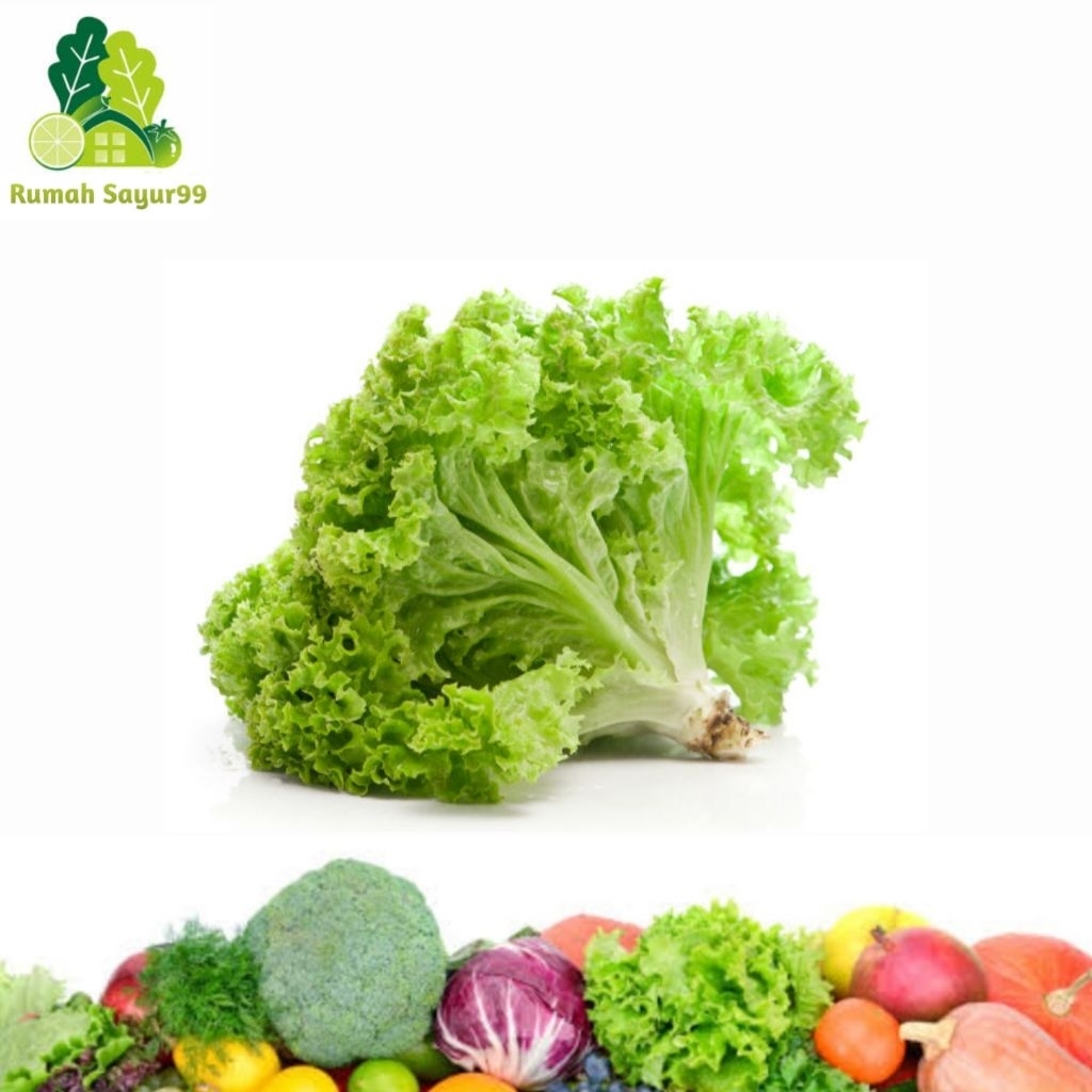 

Selada bokor selada keriting segar 250g - 1kg