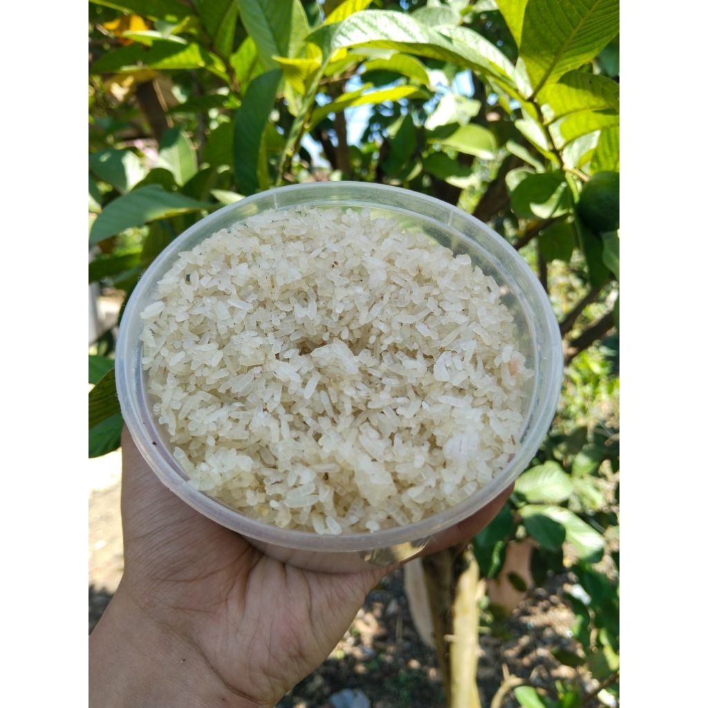 

[GRADE A] NASI AKING/KARAK NASI BERSIH PUTIH ANTI KUTU DAN TIDAK BERJAMUR KUALITAS SUPER PREMIUM