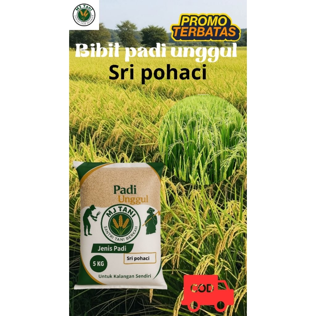 bibit padi SRI POHACI Berkualitas