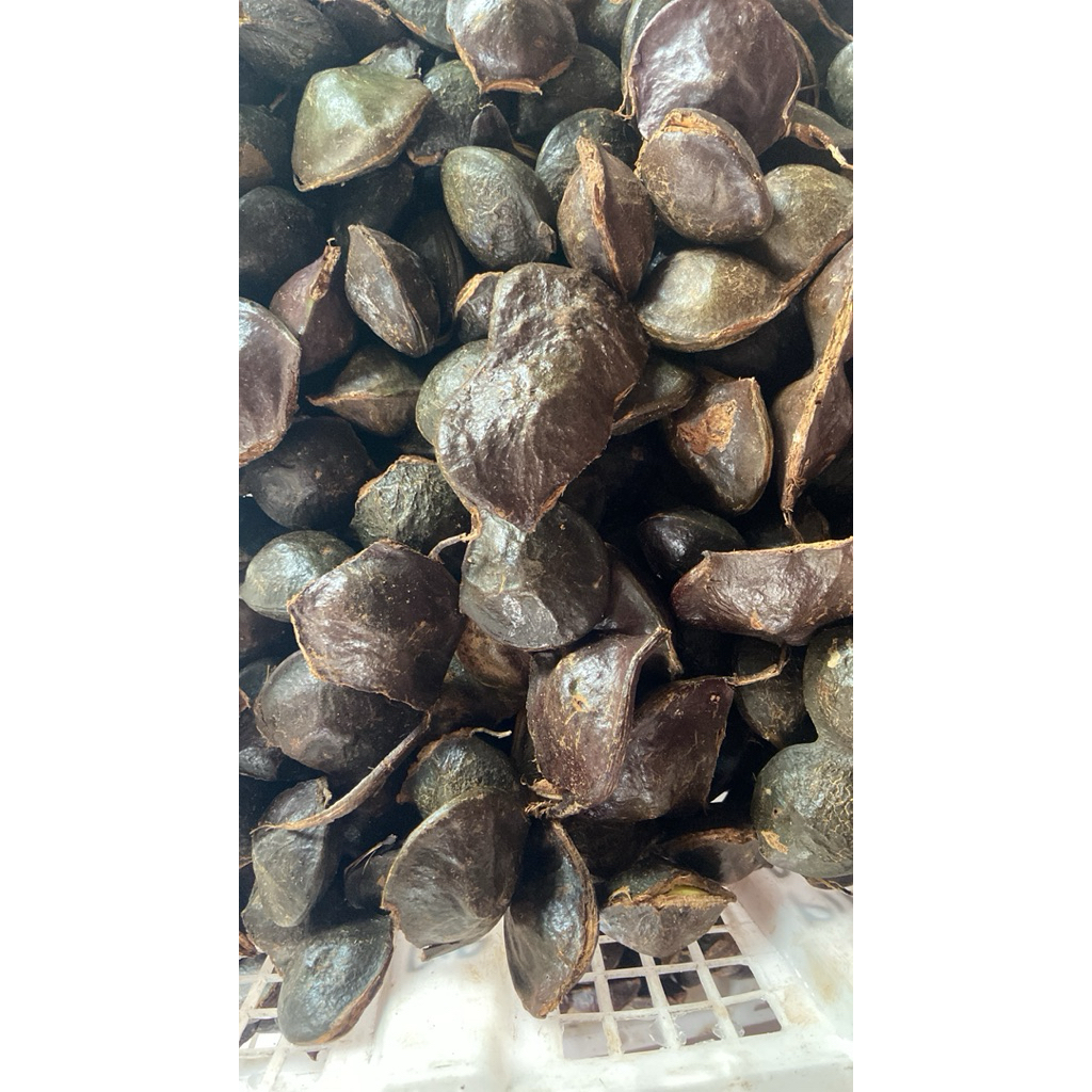 

jengkol muda cangkang 1kg fresh