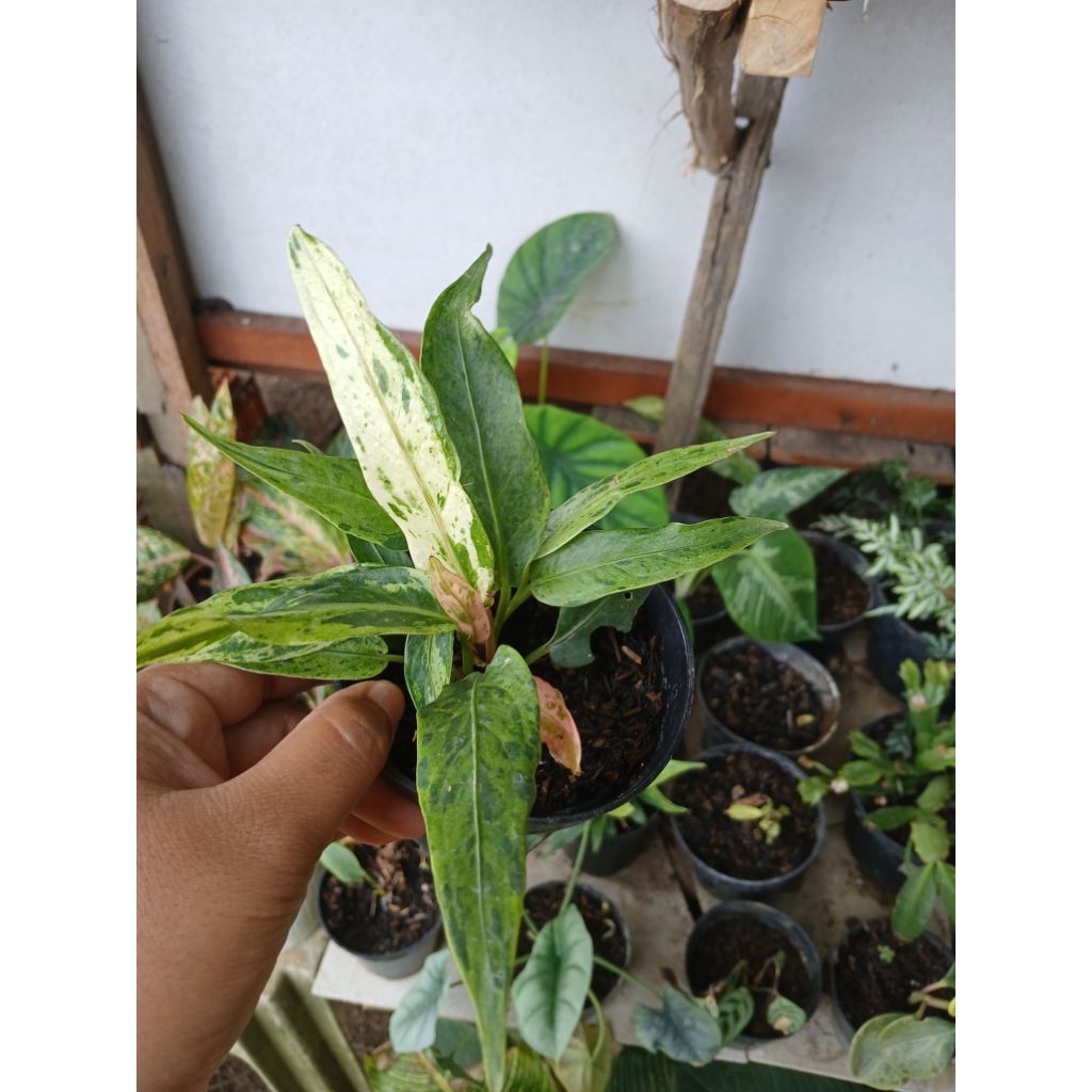 HOKERI VARIGATA BABY