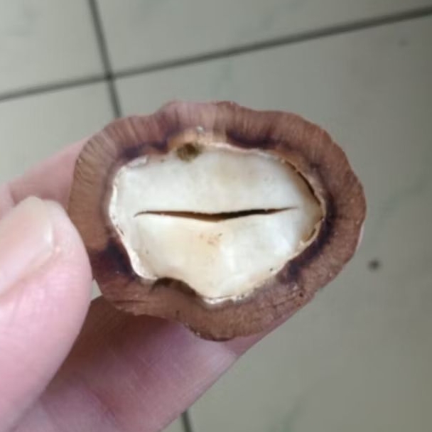 Kemiri Adu Muncang Adu MJ Si Lauk Ori Tua Jatuhan