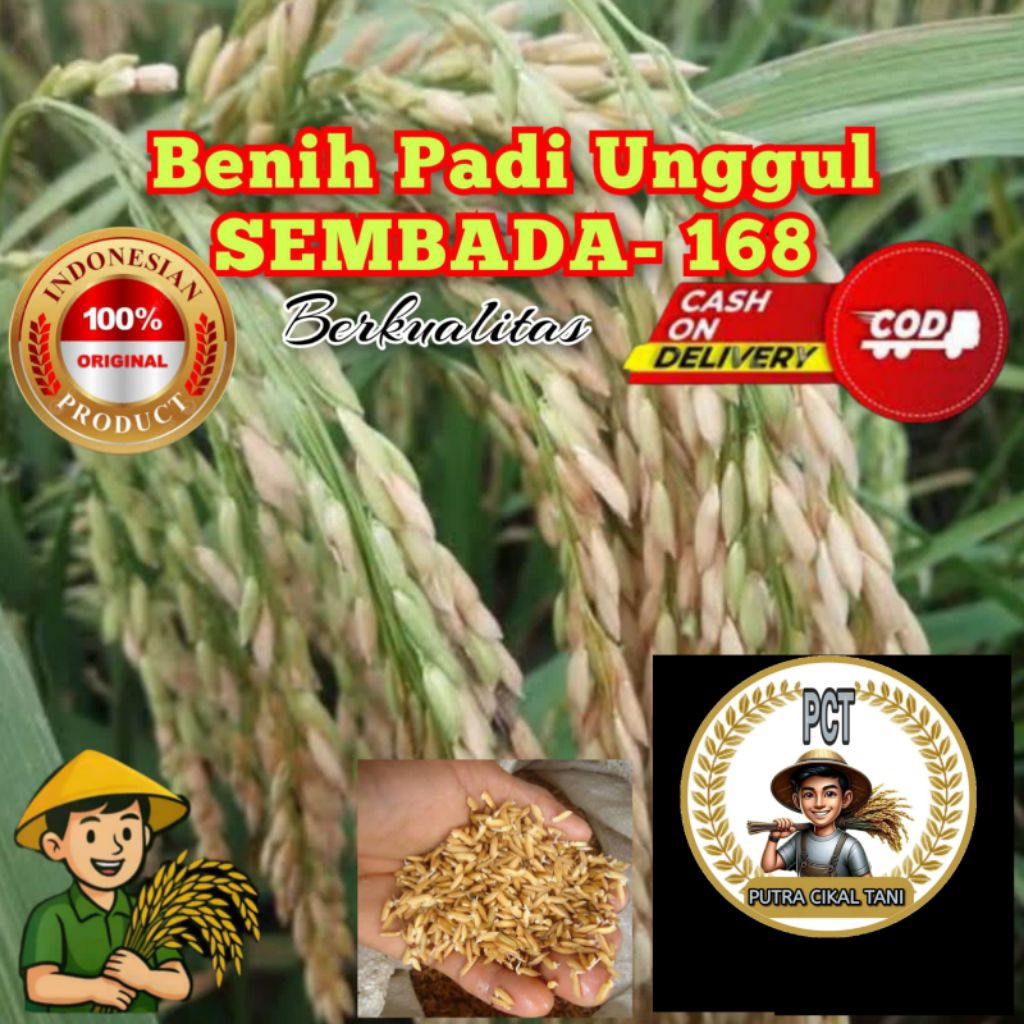 Benih padi SEMBADA 168 kemasan 1kg kualitas unggul