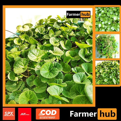 

Promo Daun Antanan Pagagan segar 250 gram herbal alami Farmer Hub