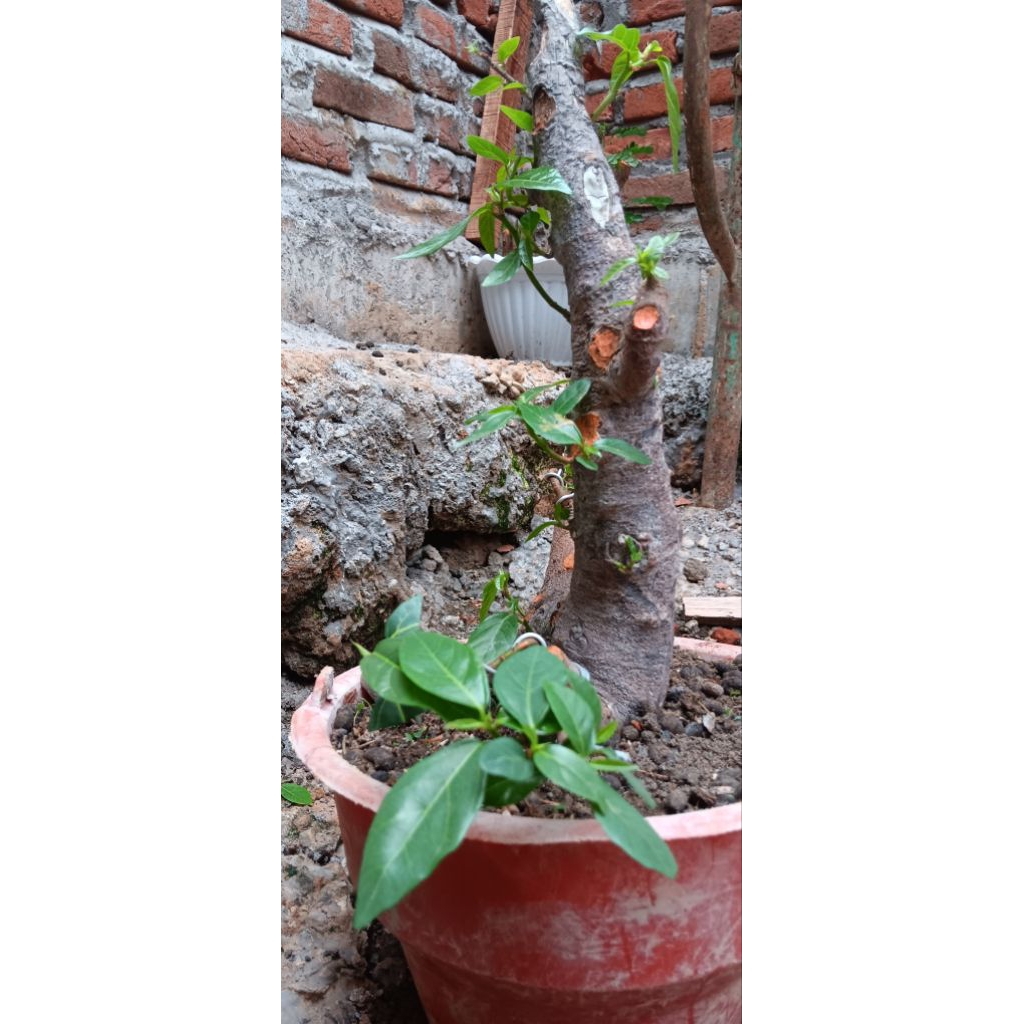 bahan bonsai loa silver karakter tua