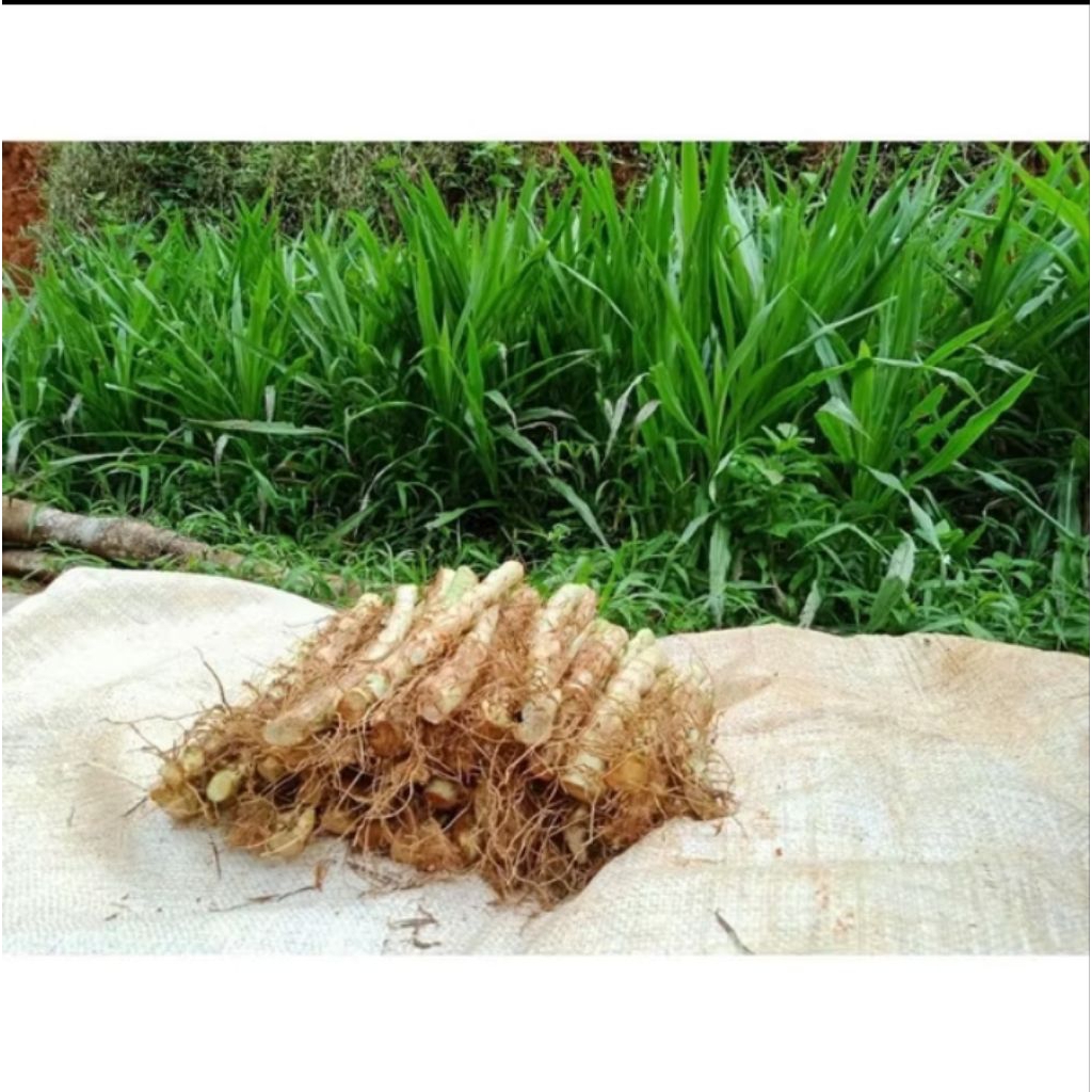 Rumput Odot Segar 20 Bibit – Pakan Ternak Super Subur