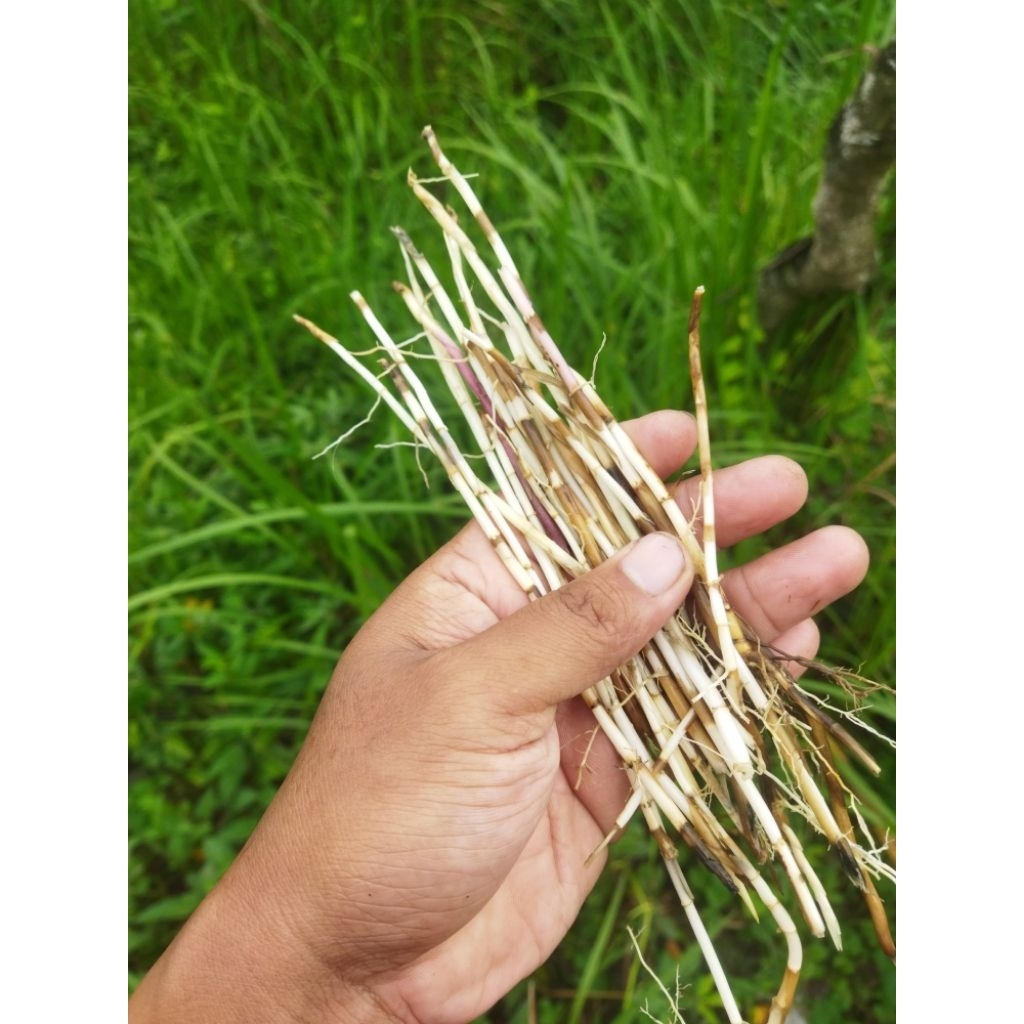 

Akar alang Alang 250gr