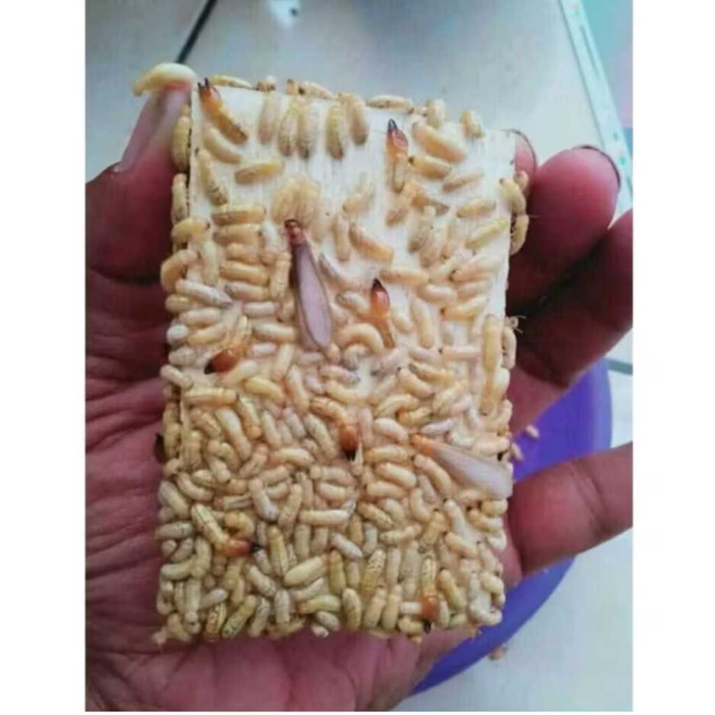 Poa Pua warangas rengas umpan mancing galatamaa