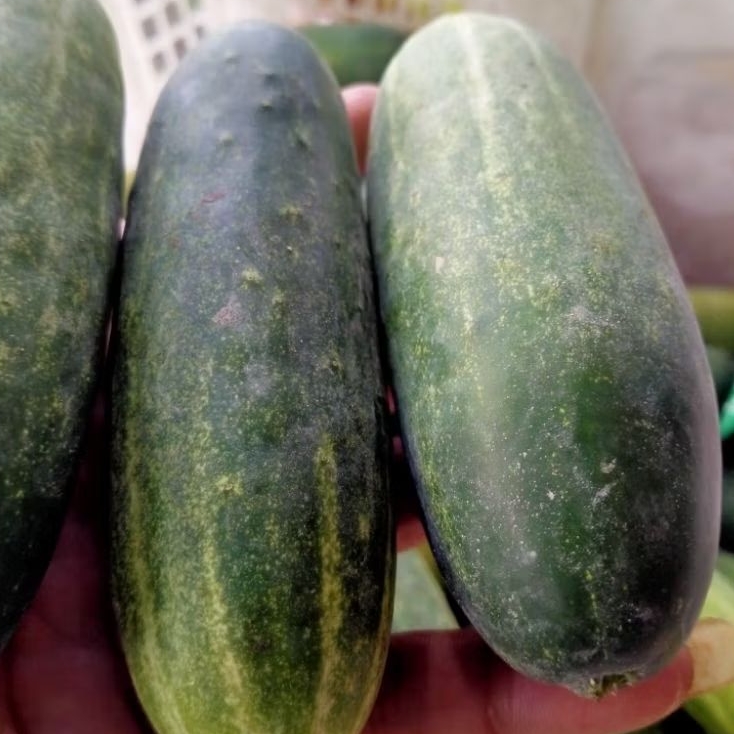 

Timun lalap segar 1kg