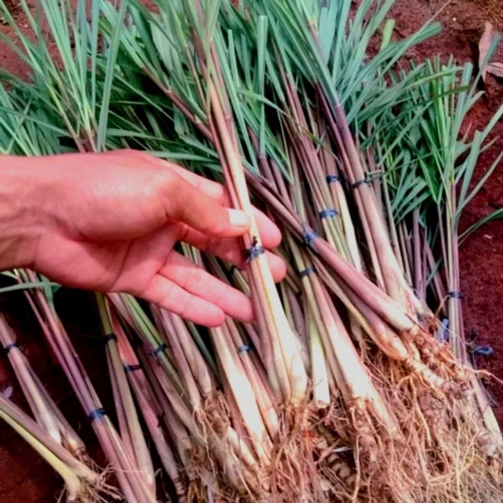 

(Mahal) Sereh Atau Serai Merah Full Bersih