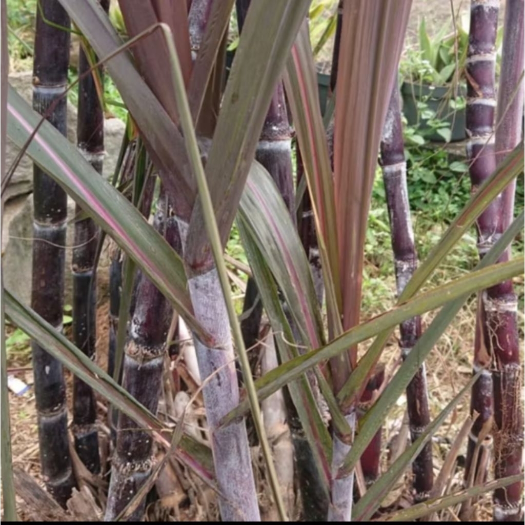 

5 kg tebu , potongan per 40-50 cm hitam langsung dari kebun