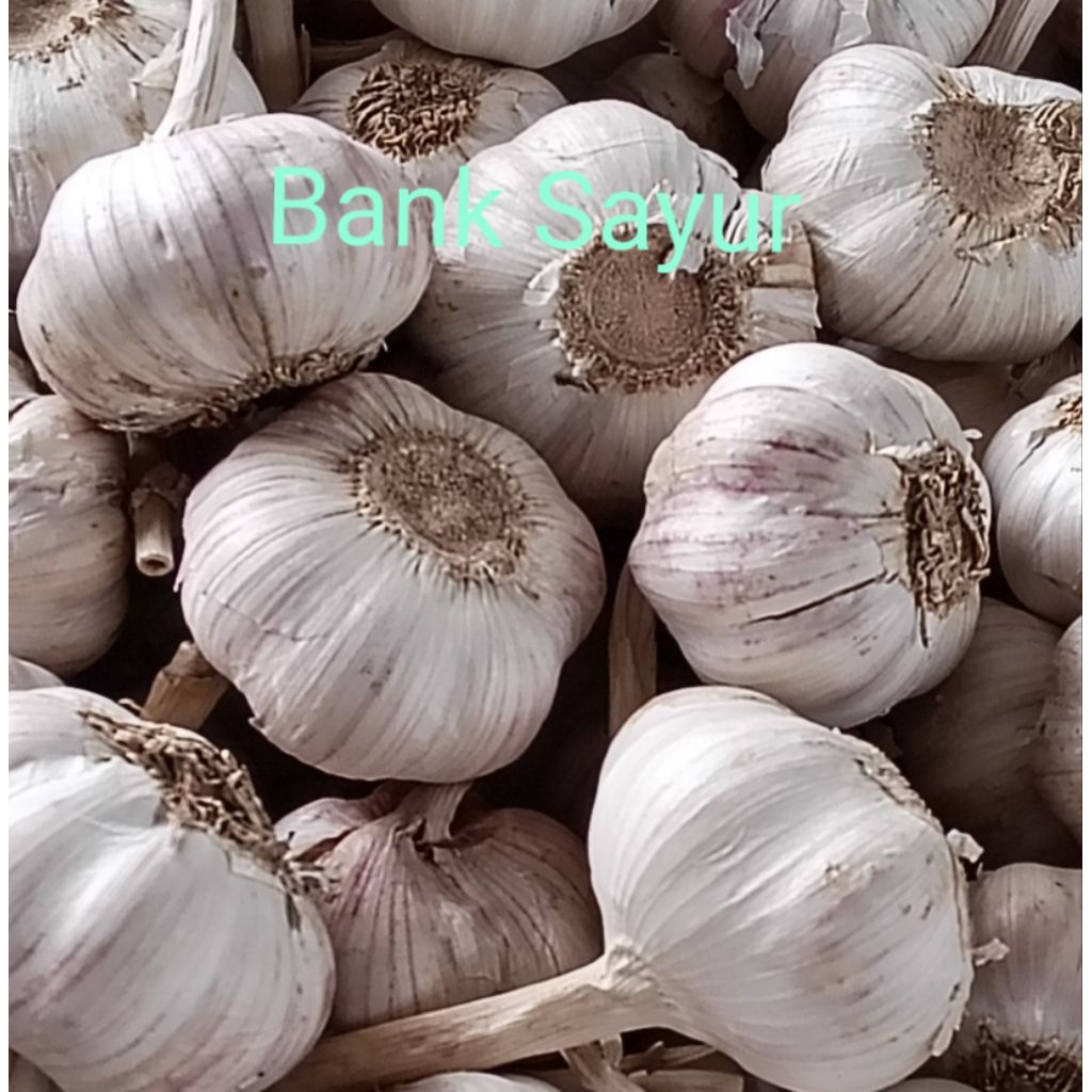 

Bawang Putih Sinco Super