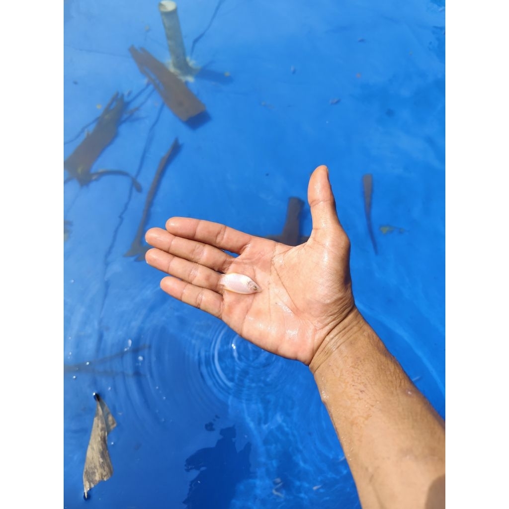 bibit gurame benih ikan gurame berkualitas gurame Padang