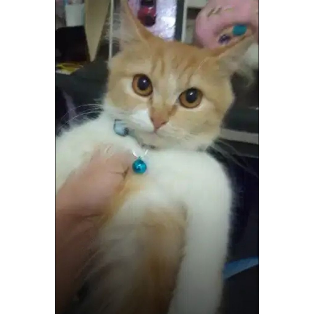 (KHUSUS INSTAN) READY KUCING PERSIA KITTEN USIA 3 BULAN