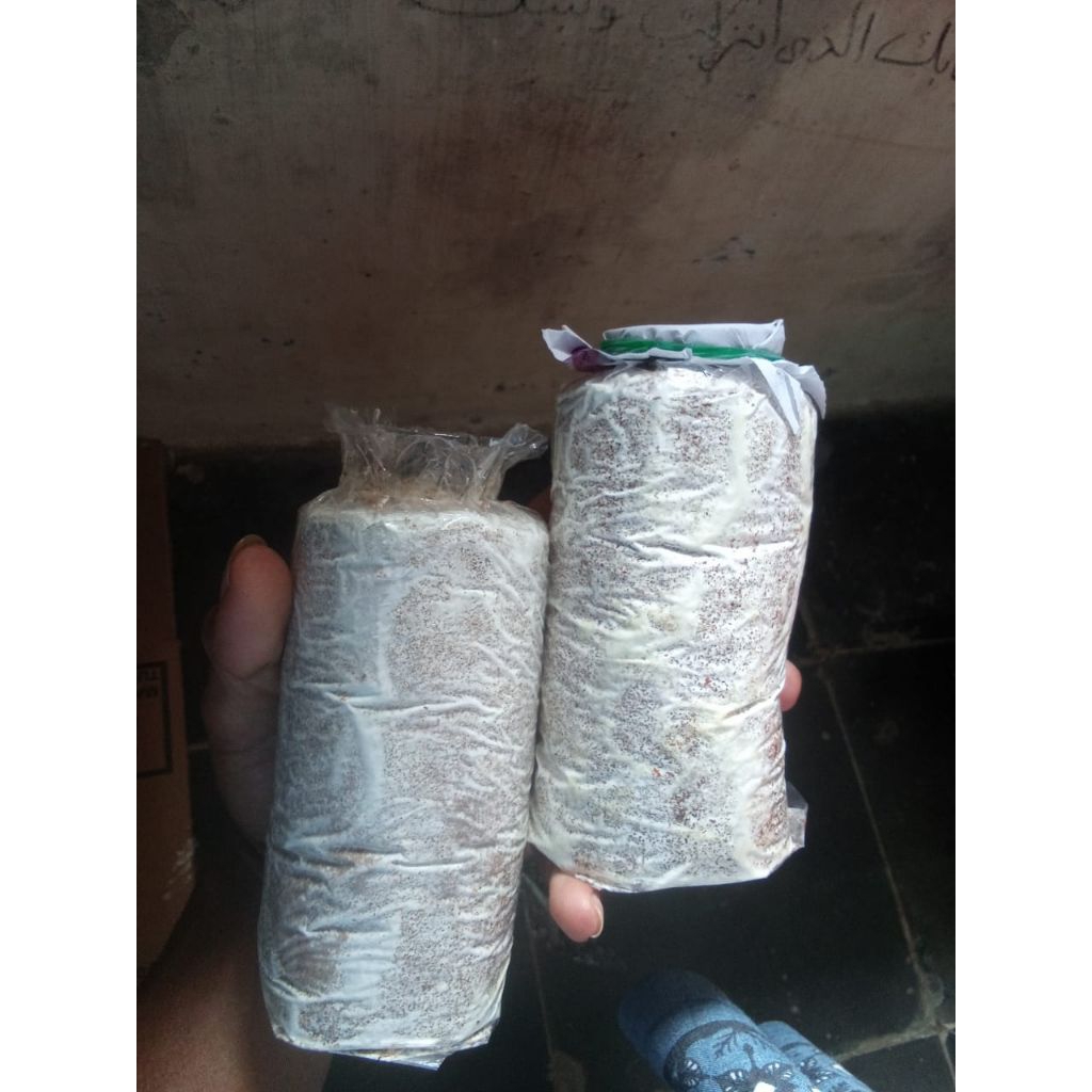 Media tanam bibit baglog jamur tiram siap panen