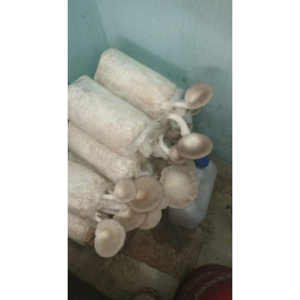 Media tanam bibit baglog jamur tiram siap tumbuh