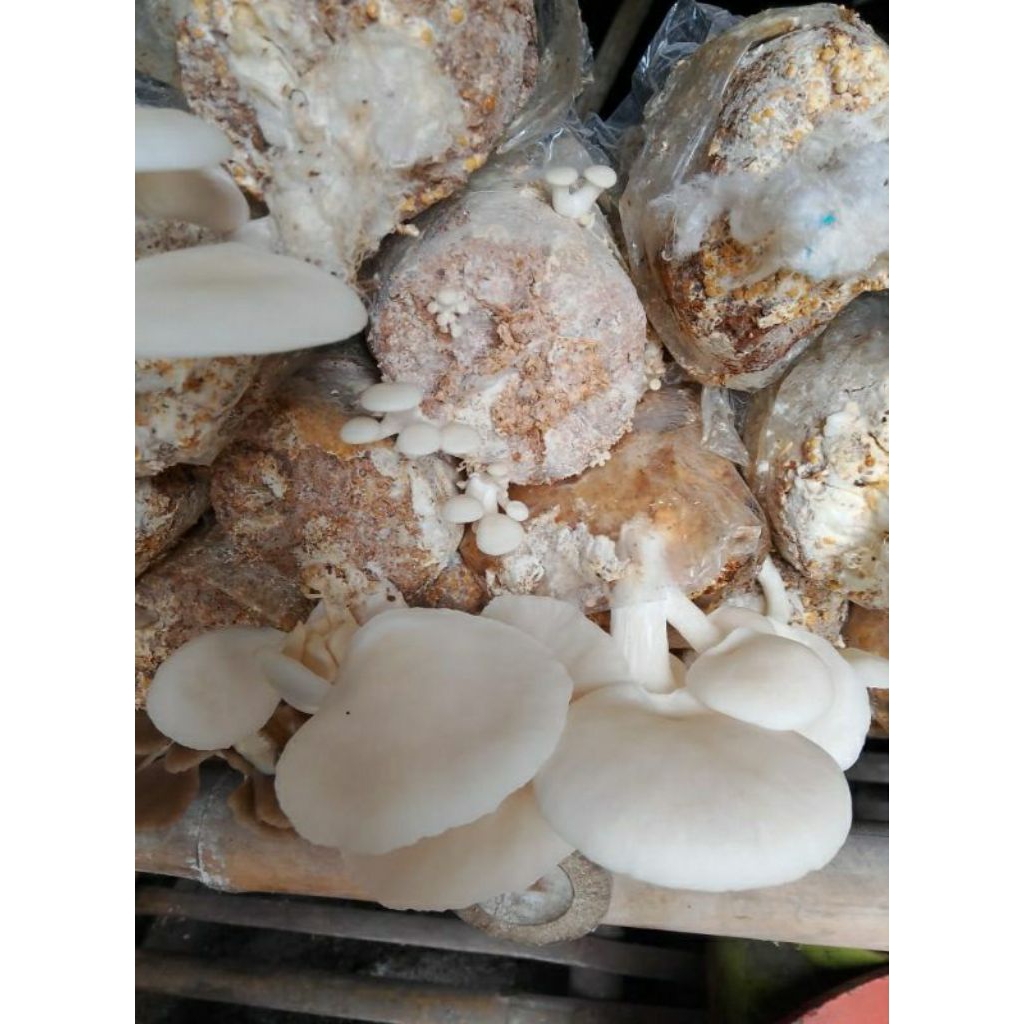 Bibit baglog jamur tiram coklat