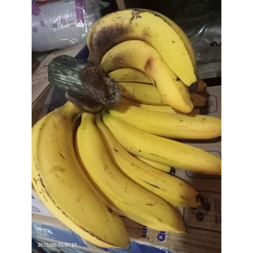

PISANG AMBON PUTIH FRES DARI KEBUN