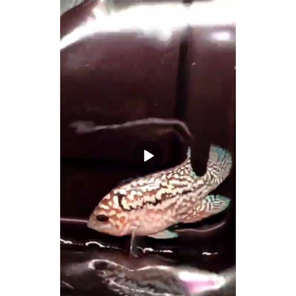 super red kamfa F2 import -+ 3,5cm