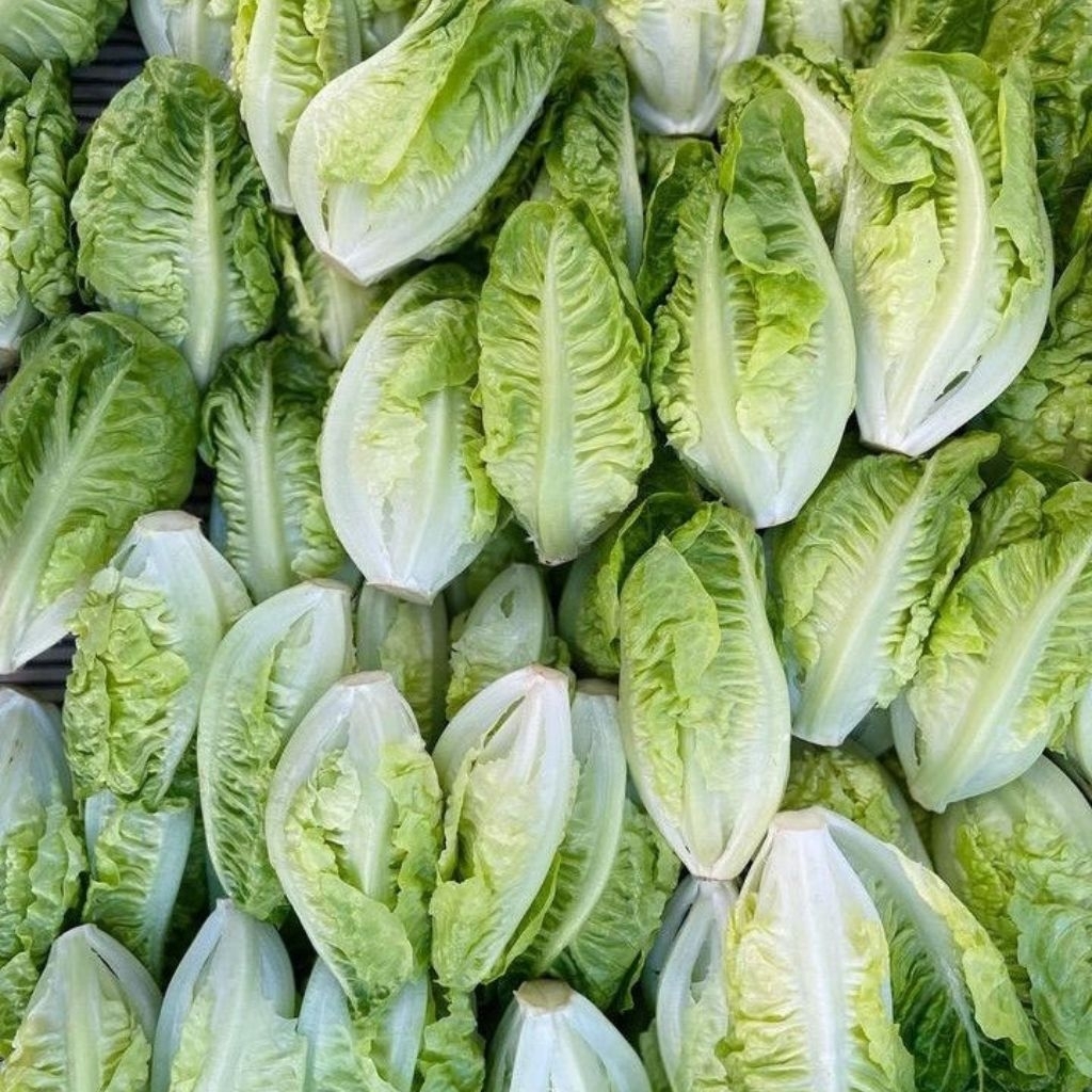 

Sayur sawi putih lokal jumbo 1kg | pecay | caisin | caisim