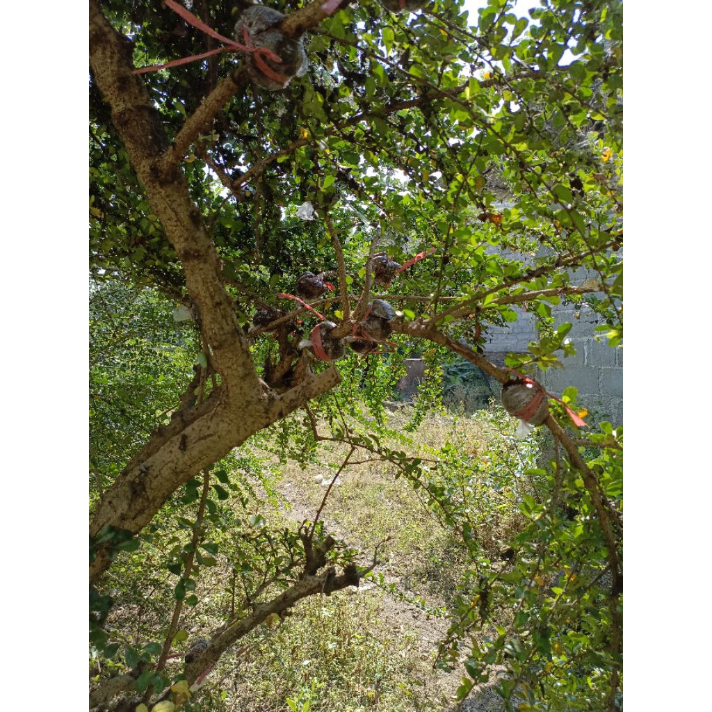 bonsai hokianti cangkokan