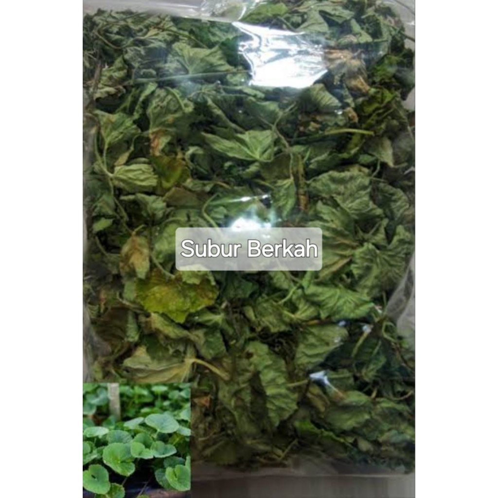 

Daun pegagan kering tanpa batang murah 200 gram