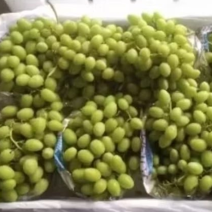 

Buah anggur hijau Stella belaa manis segar super fresh