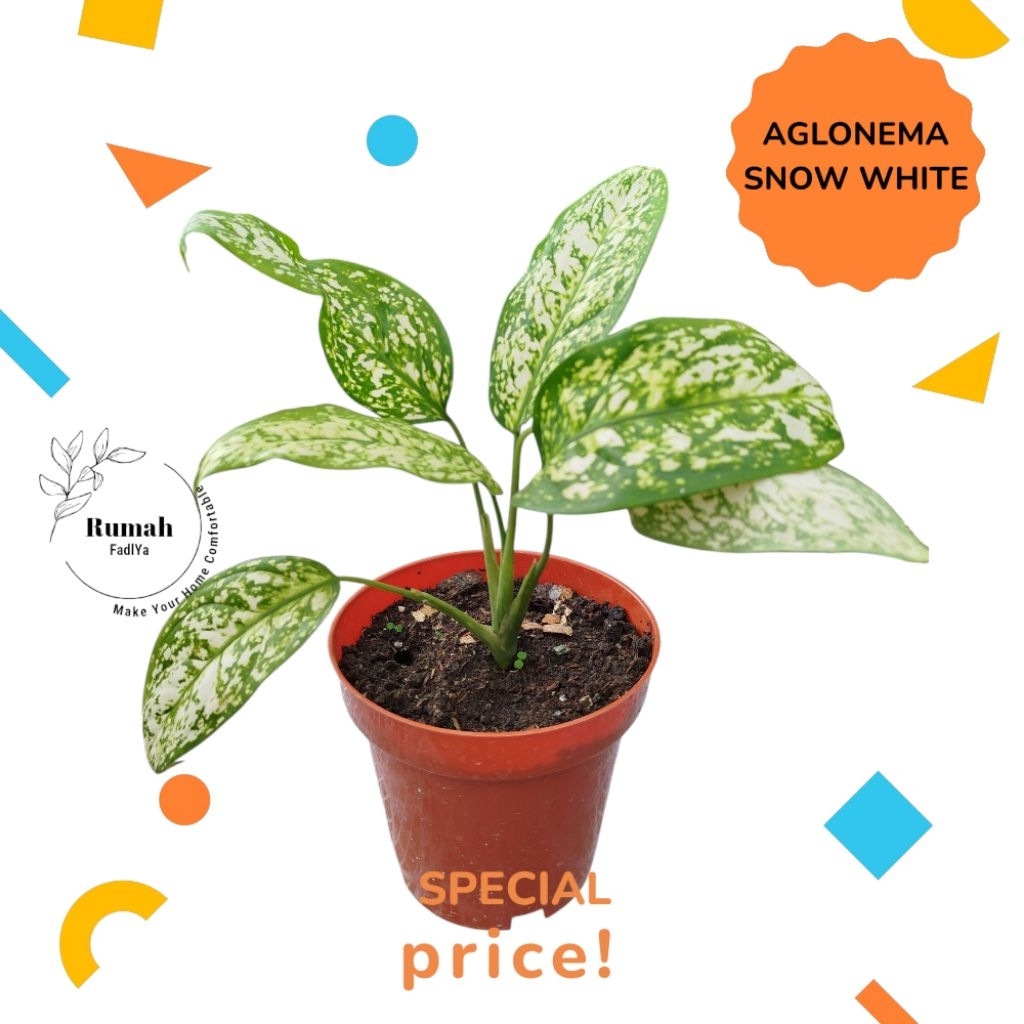 Aglonema snow white,aglonema beras tumpah,aglonema sri rejeki,tanaman hias blanceng chiangmai