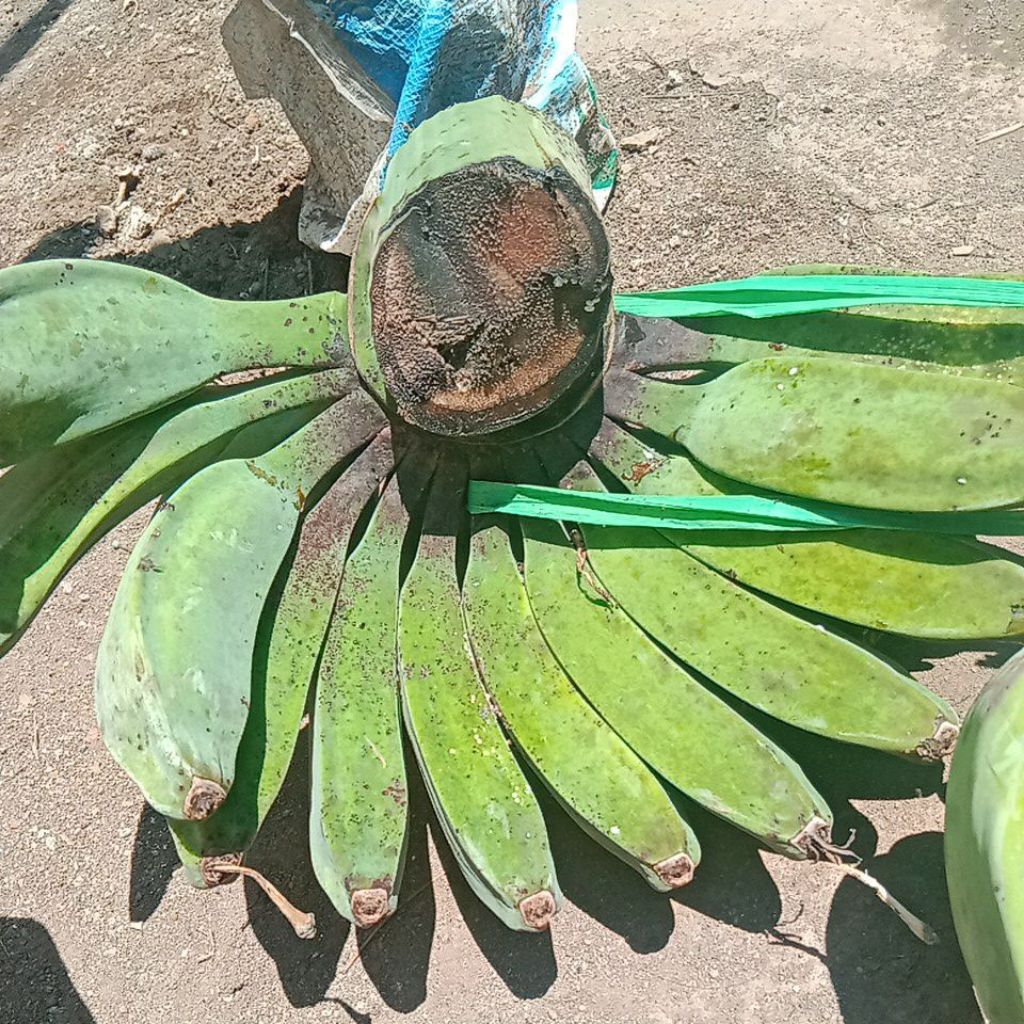 

PISANG GAJEH KUNING MASAK POHON FRESH