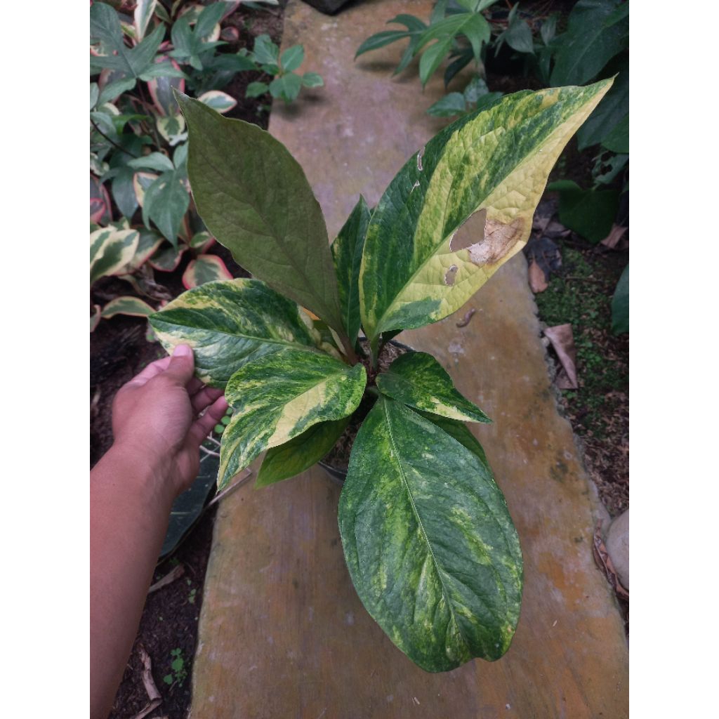 Antharium Jemani Mangkok Variegata / Jemani Cobtik Variegata