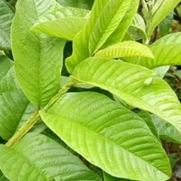 

DAUN JAMBU BIJI HERBAL BANYAK MANFAAT UNTUK KESEHATAN