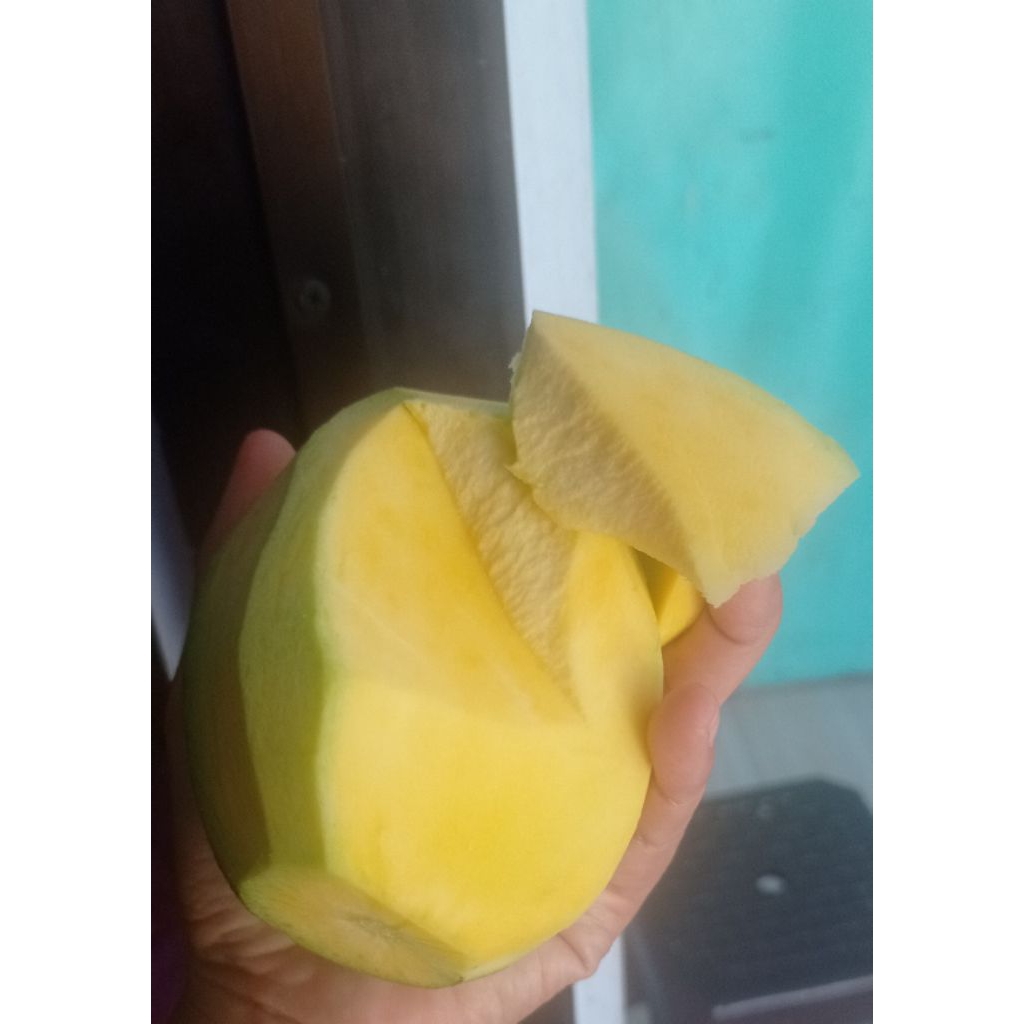 

Mangga Madu Mengkel Tua Pohon