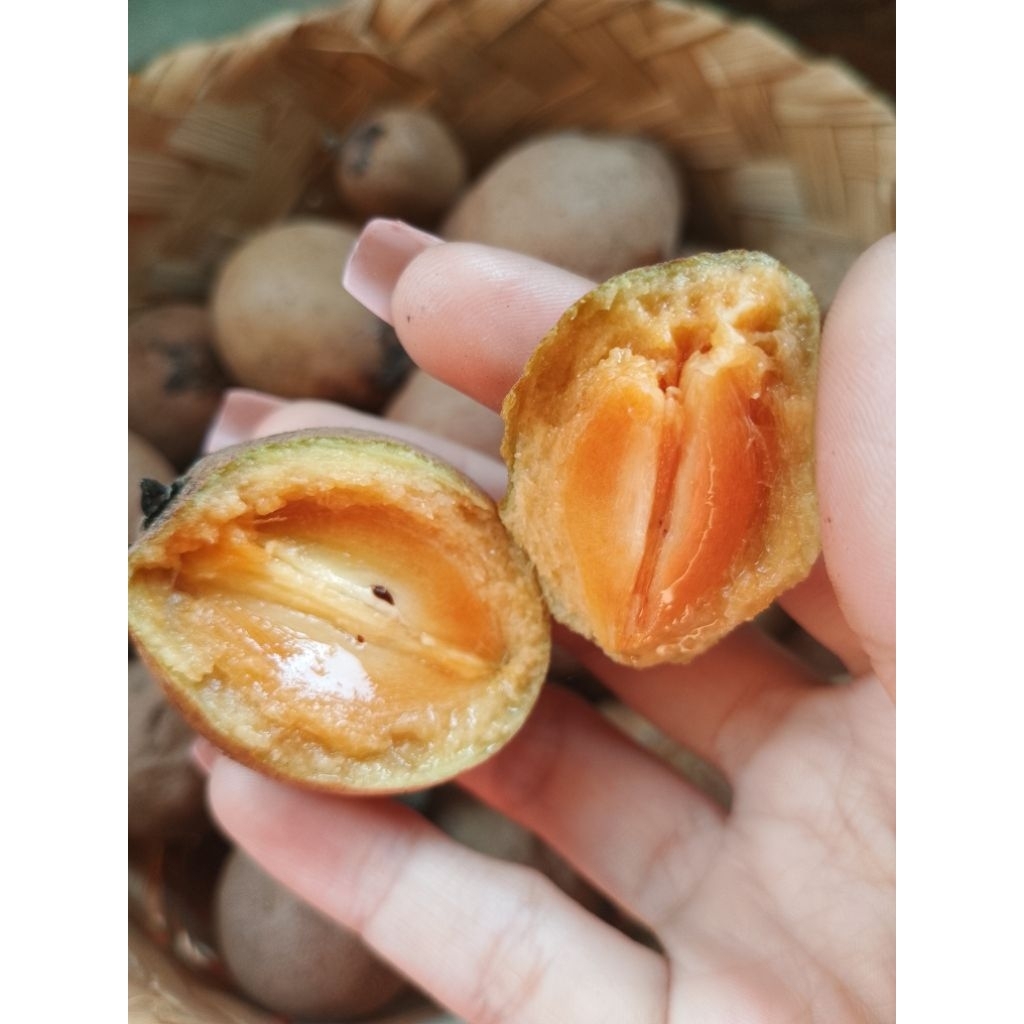 

Sawo Viral Kecil Manis Enak 1 kg