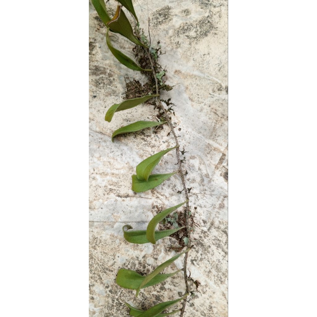 Tumbuhan Paku Pakis Sisik Naga