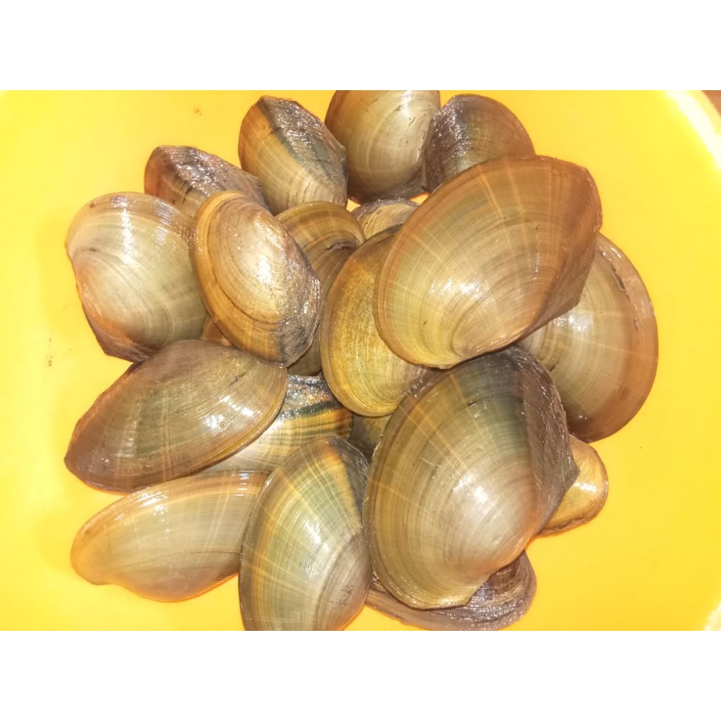 

Kijing / Kerang Air Tawar, Kerang Sawah