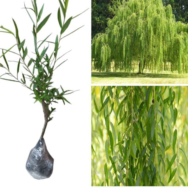 Bibit Tanaman Pohon Liang Liu