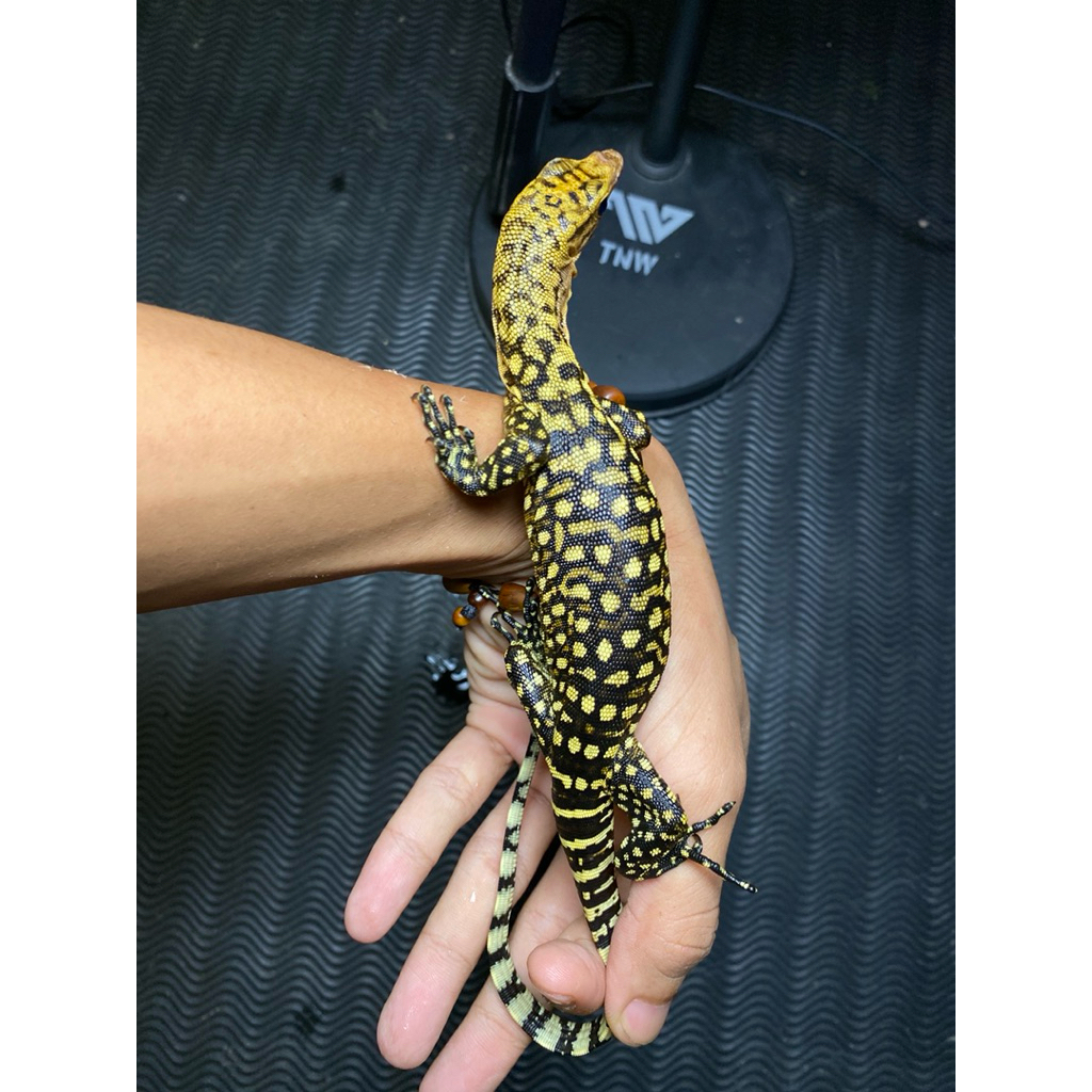 Varanus Melinus – Replika Koleksi Eksotis Premium