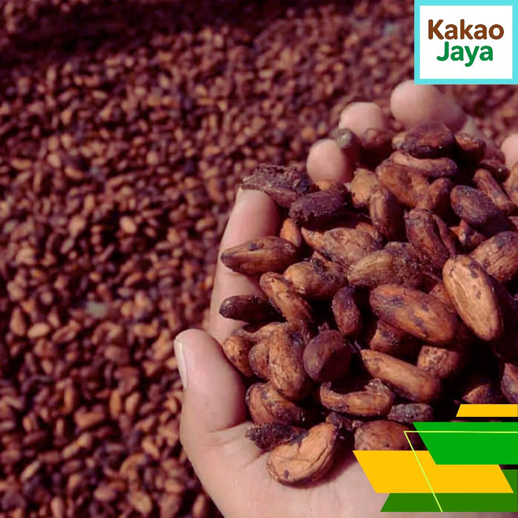 

Biji Kakao Kering Non Fermentasi 500 Gram – Siap Olah