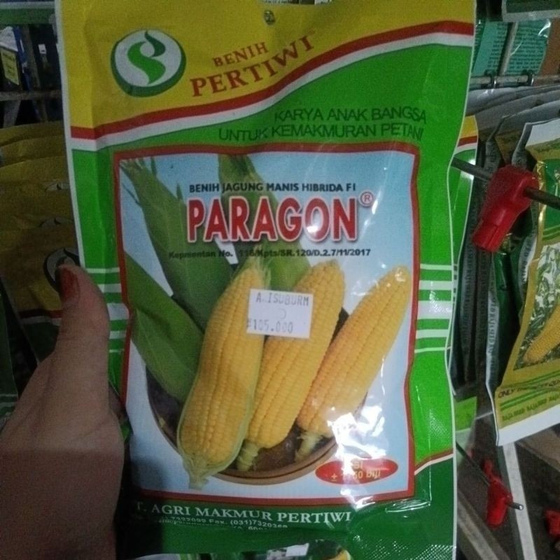 

Paragon benih Pertiwi jagung manis isi 1750