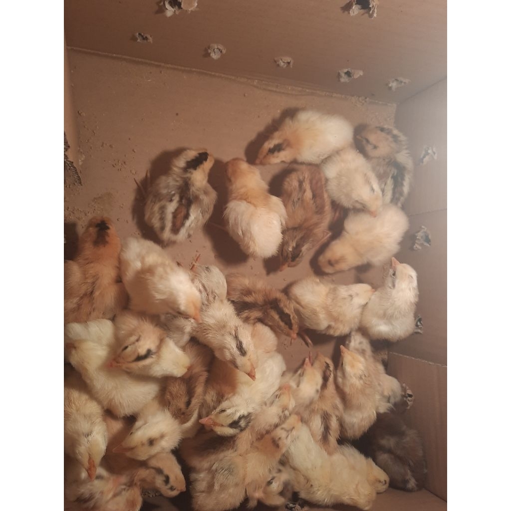 DOC atau anakan ayam Jenis Sengkuni, pertumbuhan Cepat