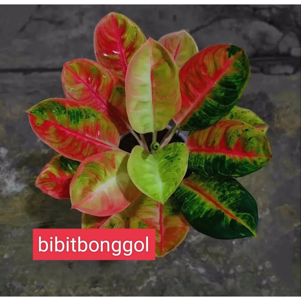 Tanaman Hias aglonema bibit bonggol Big Mama berakar bertunas dijamin asli/bonggol aglonema bigmama 
