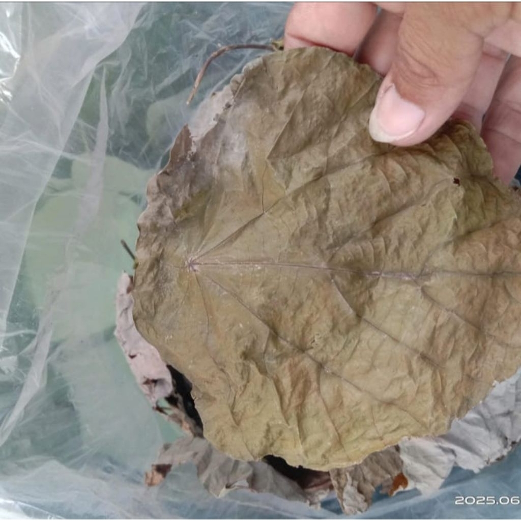 

daun Pat kua kering 50- 100gr / pak kua / patkua / pakkua