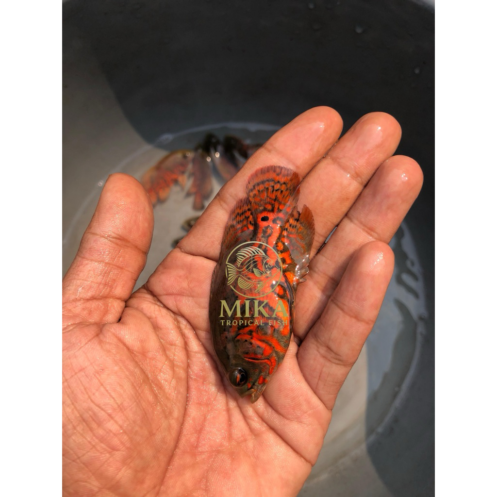 Oscar black tiger grade super