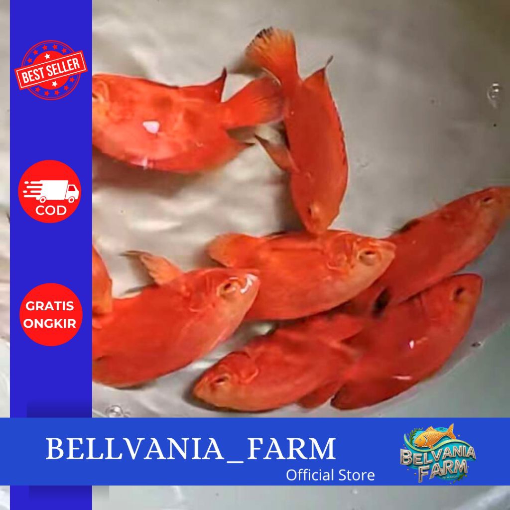 

promo Oscar red chili