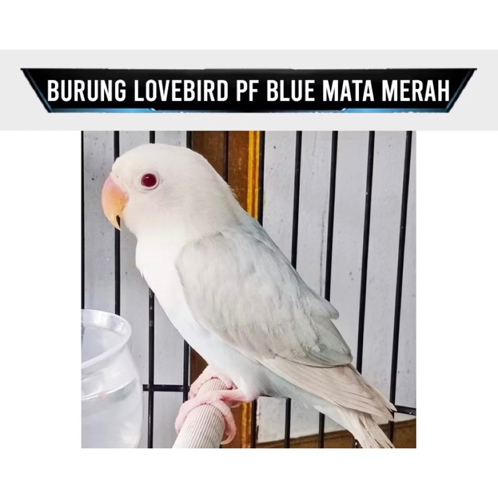 Lovebird PF blue mata merah pilihan