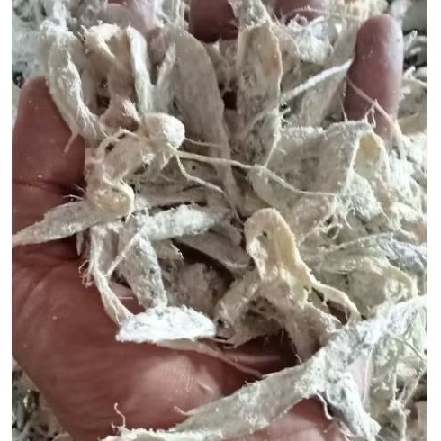 

ikan asin laut (ongong mini)