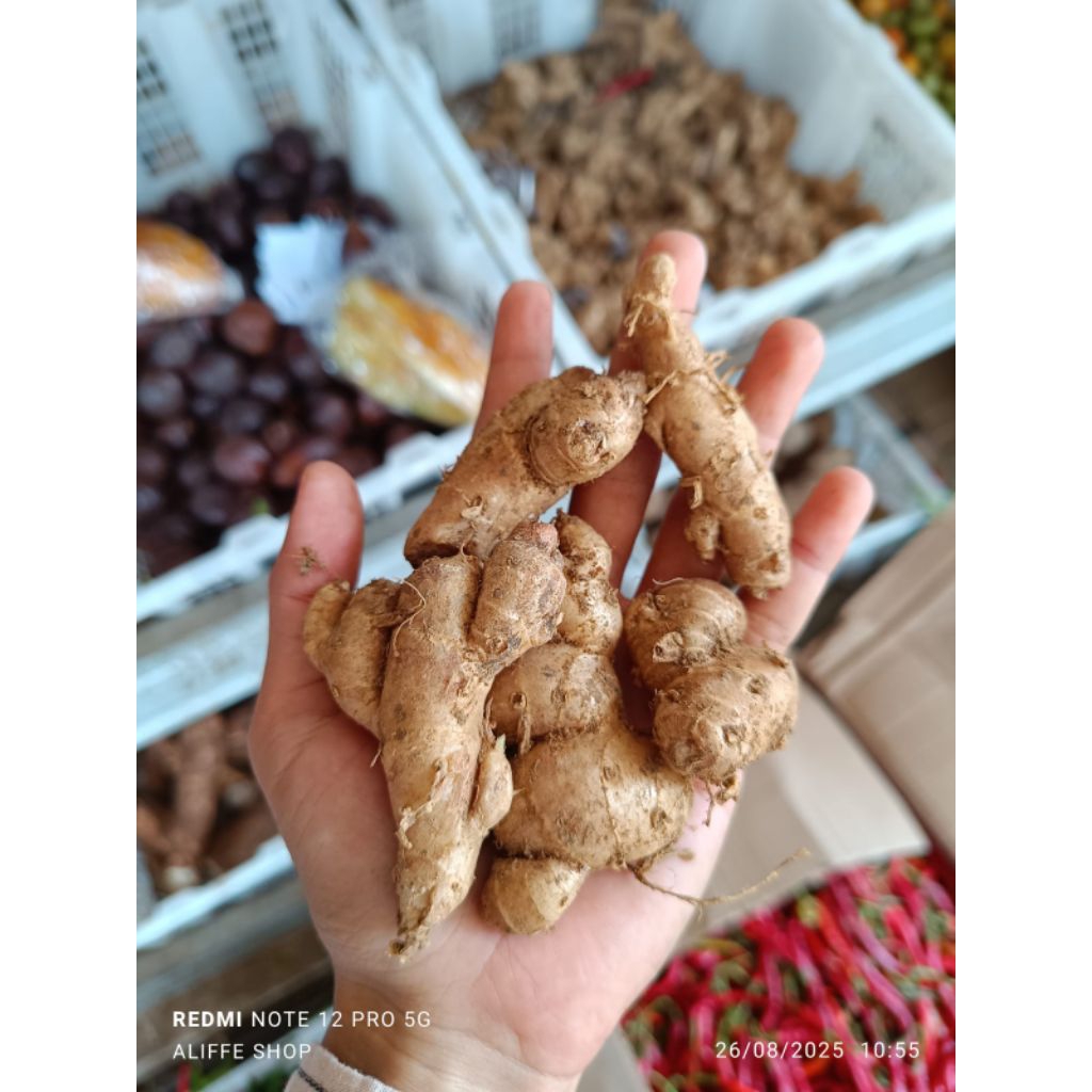 

250 gr kencur bumbu dapur