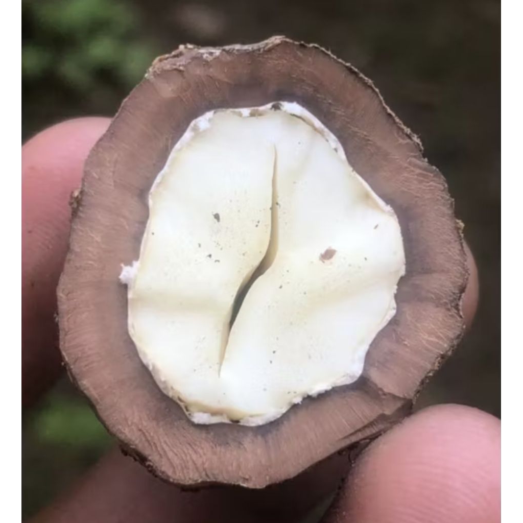 Muncang Adu Jenis Jayanti Anak Si Pait Jr Batok Tebal Beli 3 Bonus 1