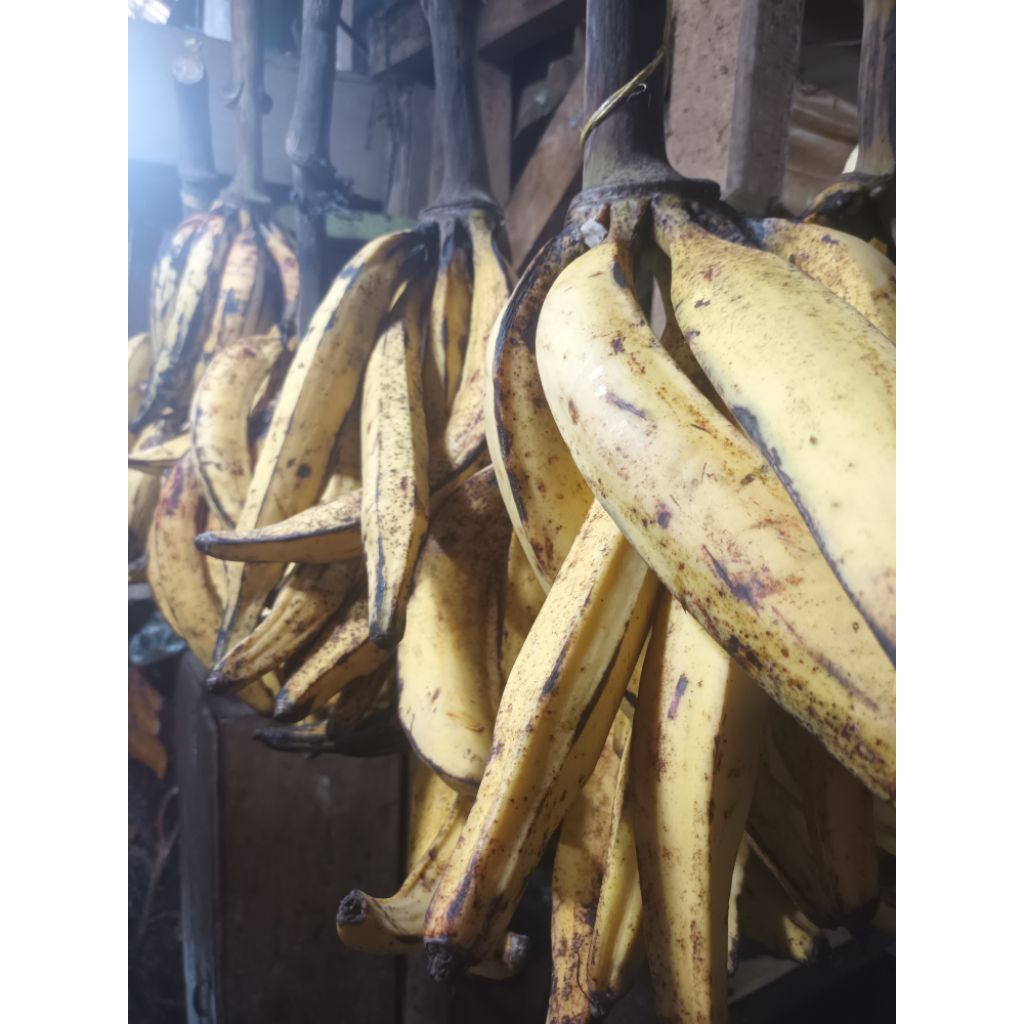 

pisang tanduk
