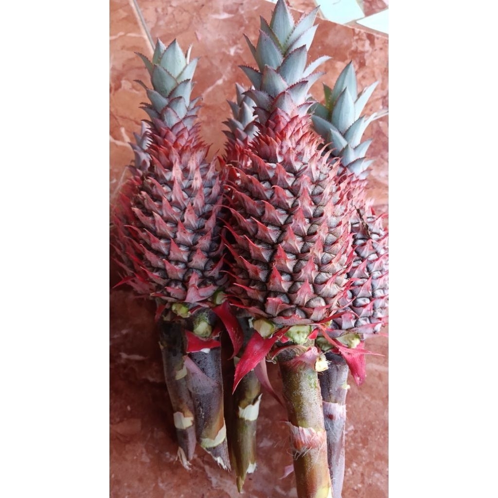 

BUAH NANAS MUDA FRSH PELANCAR HEAD promo MINGGU ini